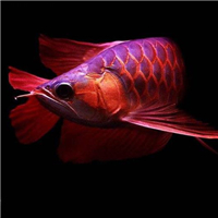 用戶昵稱：威海水族批發市場