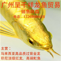 用戶昵稱：沈陽龍魚批發市場