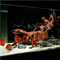 用戶昵稱：長春水族批發市場