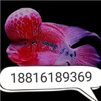 用戶昵稱：福州水族批發市場