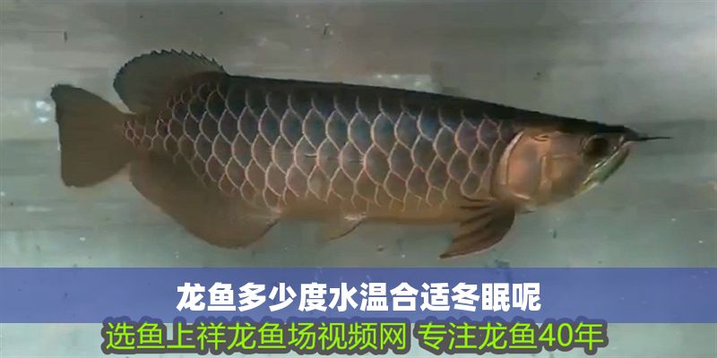 龍魚多少度水溫合適冬眠呢