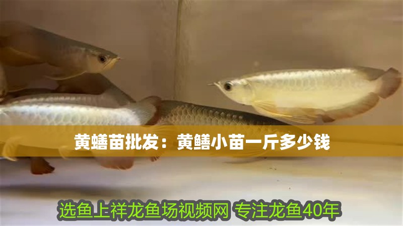黃蟮苗批發：黃鱔小苗一斤多少錢