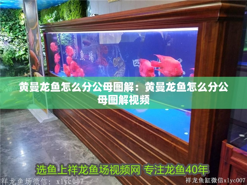 黃曼龍魚怎么分公母圖解：黃曼龍魚怎么分公母圖解視頻