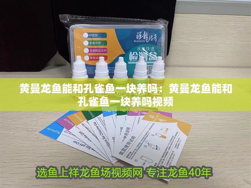 黃曼龍魚能和孔雀魚一塊養(yǎng)嗎：黃曼龍魚能和孔雀魚一塊養(yǎng)嗎視頻