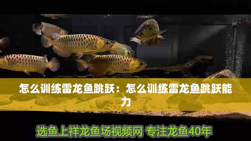 怎么訓練雷龍魚跳躍：怎么訓練雷龍魚跳躍能力 怎么訓練雷龍魚跳躍：怎么訓練雷龍魚跳躍能力 水族問答