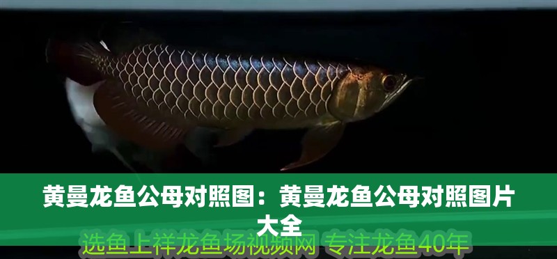 黃曼龍魚公母對照圖：黃曼龍魚公母對照圖片大全