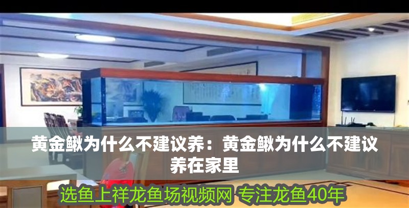 黃金鰍為什么不建議養：黃金鰍為什么不建議養在家里