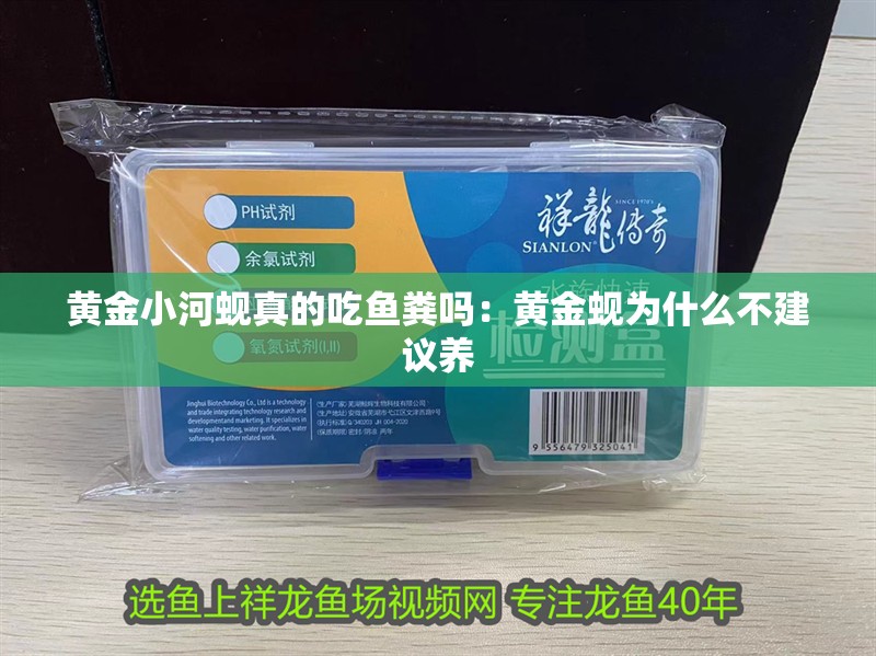黃金小河蜆真的吃魚糞嗎：黃金蜆為什么不建議養