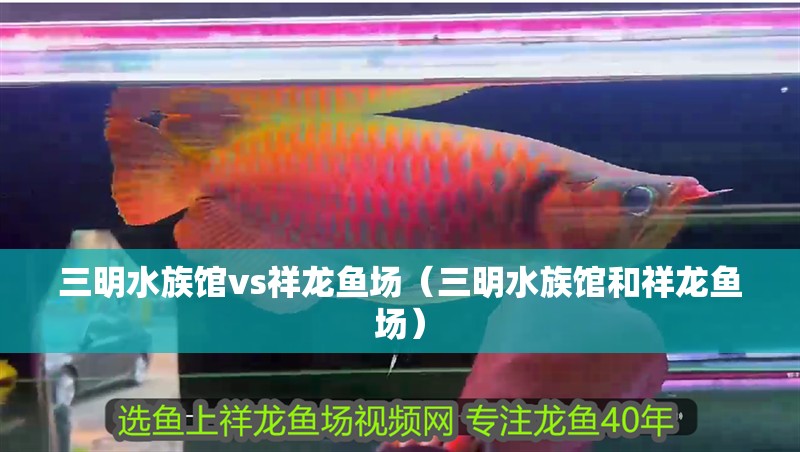 三明水族館vs祥龍魚場(chǎng)（三明水族館和祥龍魚場(chǎng)）