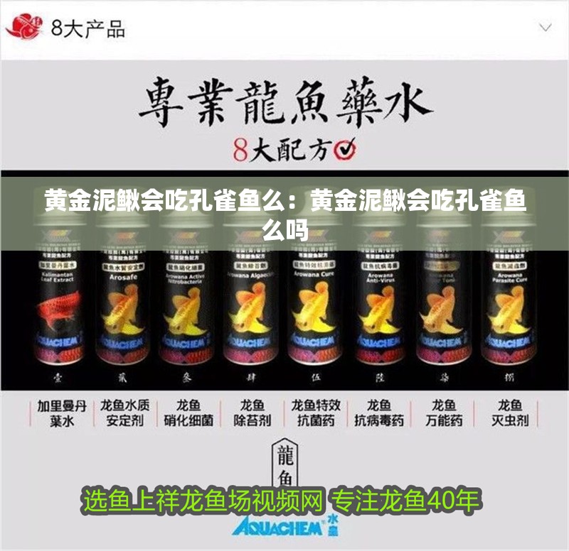 黃金泥鰍會(huì)吃孔雀魚么：黃金泥鰍會(huì)吃孔雀魚么嗎