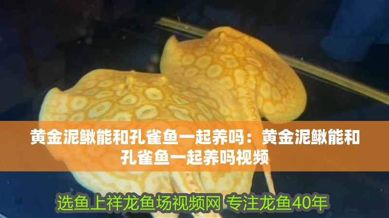 黃金泥鰍能和孔雀魚一起養(yǎng)嗎：黃金泥鰍能和孔雀魚一起養(yǎng)嗎視頻