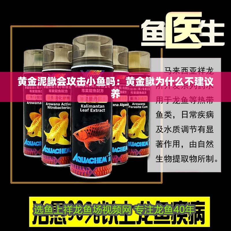 黃金泥鰍會(huì)攻擊小魚嗎：黃金鰍為什么不建議養(yǎng)