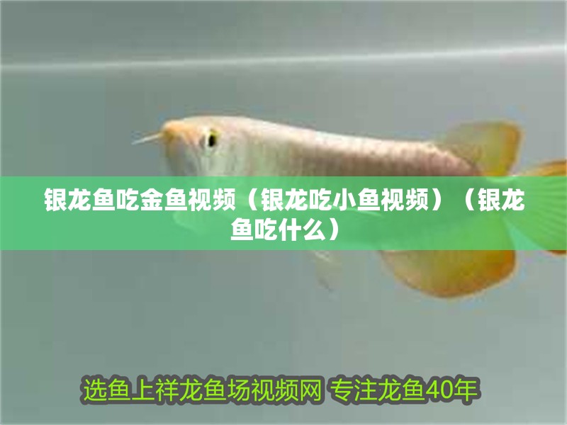 銀龍魚吃金魚視頻（銀龍吃小魚視頻）（銀龍魚吃什么）