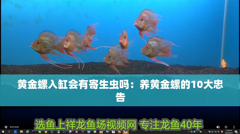 黃金螺入缸會有寄生蟲嗎：養(yǎng)黃金螺的10大忠告