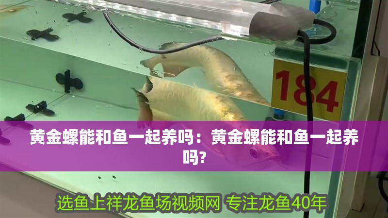 黃金螺能和魚一起養嗎：黃金螺能和魚一起養嗎?