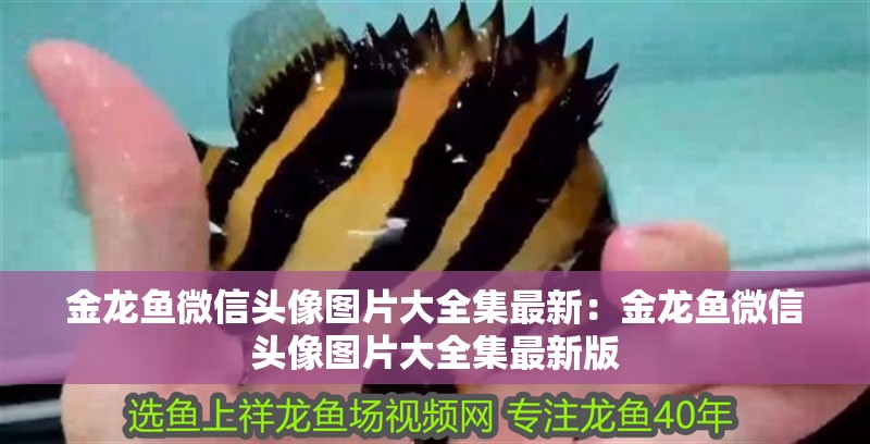 金龍魚微信頭像圖片大全集最新：金龍魚微信頭像圖片大全集最新版 金龍魚微信頭像圖片大全集最新：金龍魚微信頭像圖片大全集最新版 水族問答