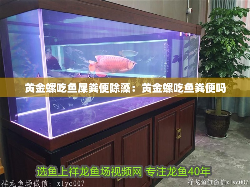 黃金螺吃魚屎糞便除藻：黃金螺吃魚糞便嗎