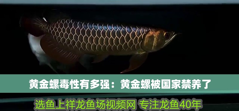 黃金螺毒性有多強(qiáng)：黃金螺被國(guó)家禁養(yǎng)了