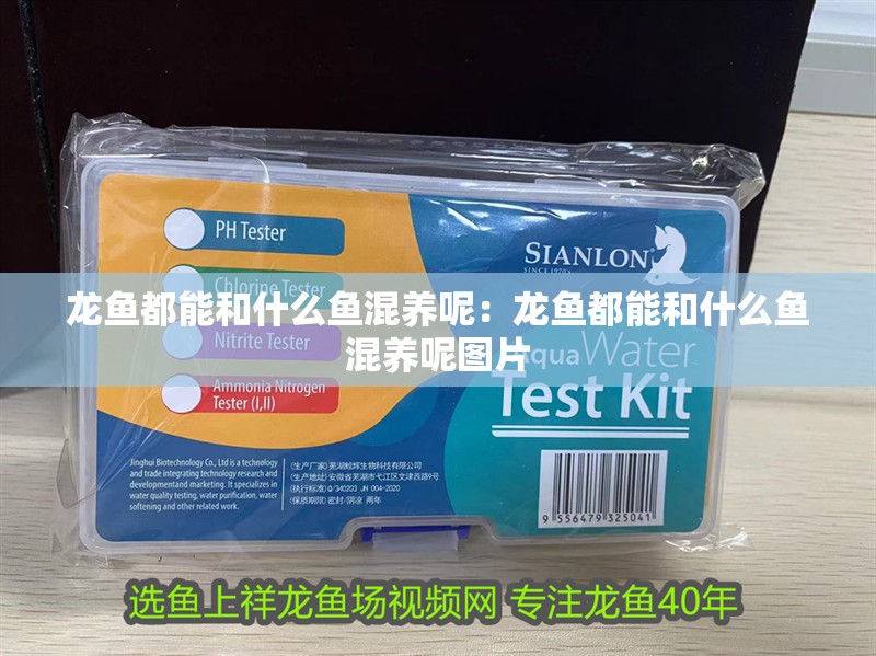 龍魚都能和什么魚混養(yǎng)呢：龍魚都能和什么魚混養(yǎng)呢圖片