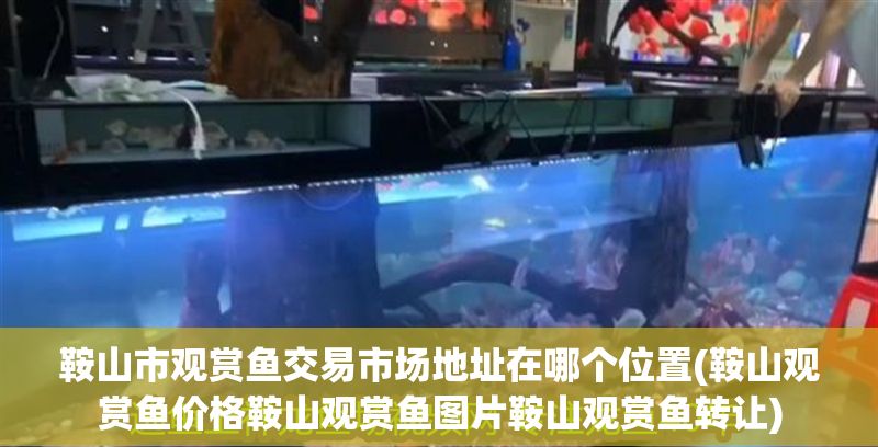 鞍山市觀賞魚交易市場地址在哪個位置(鞍山觀賞魚價格鞍山觀賞魚圖片鞍山觀賞魚轉讓)