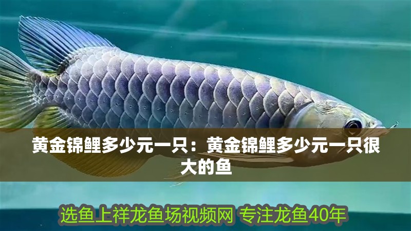 黃金錦鯉多少元一只：黃金錦鯉多少元一只很大的魚