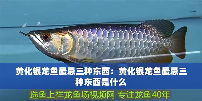 黃化銀龍魚最忌三種東西：黃化銀龍魚最忌三種東西是什么
