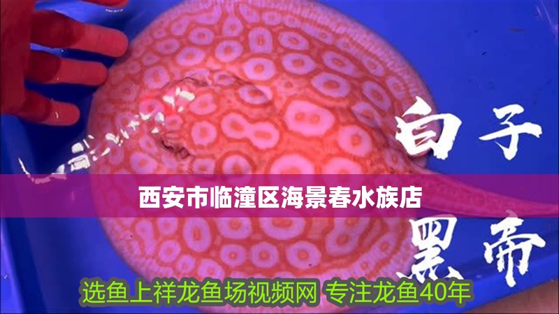 西安市臨潼區(qū)海景春水族店