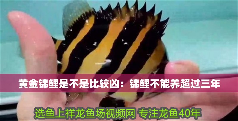 黃金錦鯉是不是比較兇：錦鯉不能養超過三年