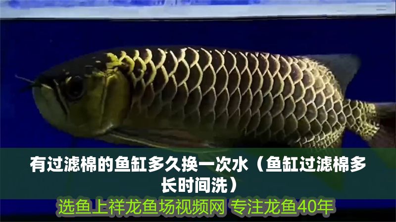 有過濾棉的魚缸多久換一次水（魚缸過濾棉多長時間洗） 有過濾棉的魚缸多久換一次水（魚缸過濾棉多長時間洗） 龍魚百科 第1張