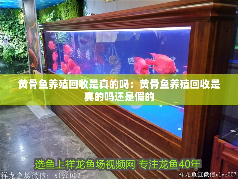 黃骨魚養殖回收是真的嗎：黃骨魚養殖回收是真的嗎還是假的