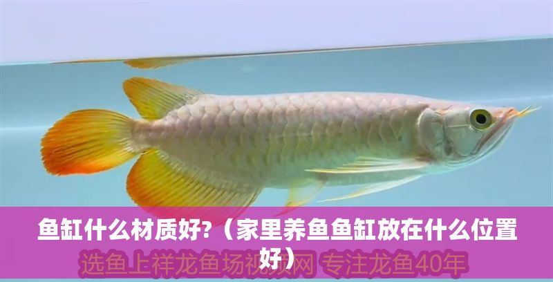 魚缸什么材質好?（家里養魚魚缸放在什么位置好）