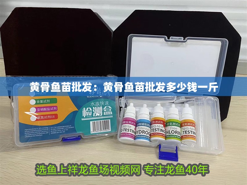 黃骨魚苗批發：黃骨魚苗批發多少錢一斤 黃骨魚苗批發：黃骨魚苗批發多少錢一斤 龍魚百科 第3張