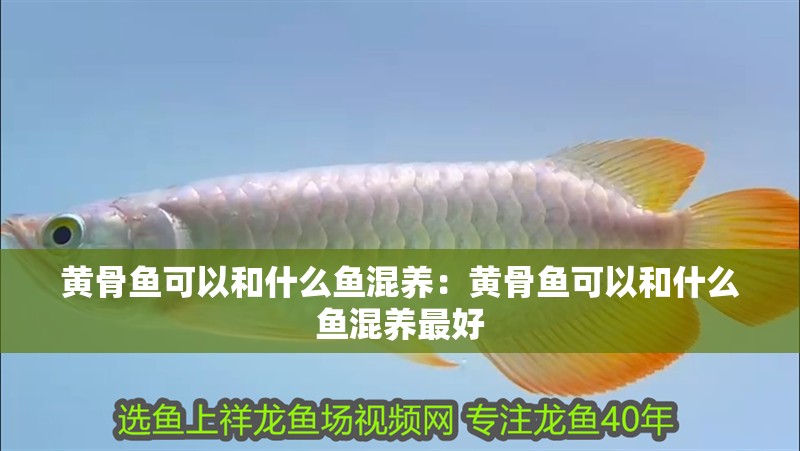 黃骨魚可以和什么魚混養：黃骨魚可以和什么魚混養最好
