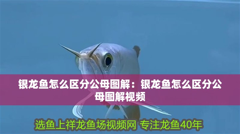 銀龍魚怎么區分公母圖解：銀龍魚怎么區分公母圖解視頻