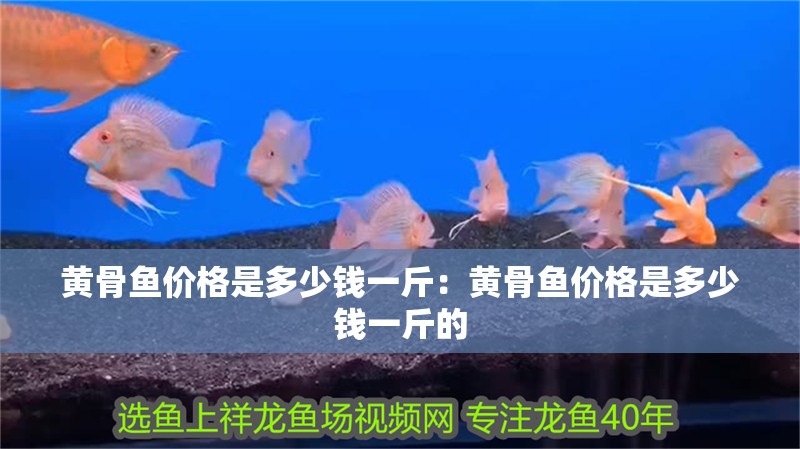 黃骨魚價格是多少錢一斤：黃骨魚價格是多少錢一斤的