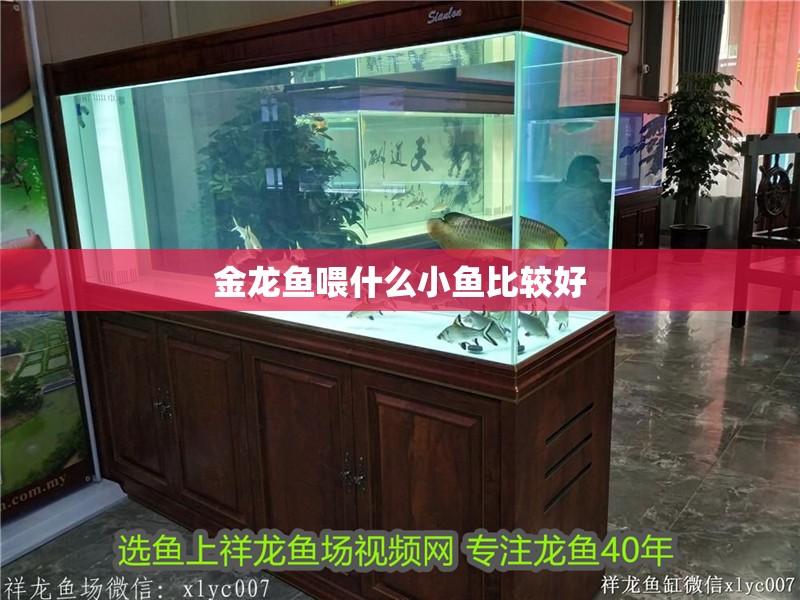 金龍魚喂什么小魚比較好