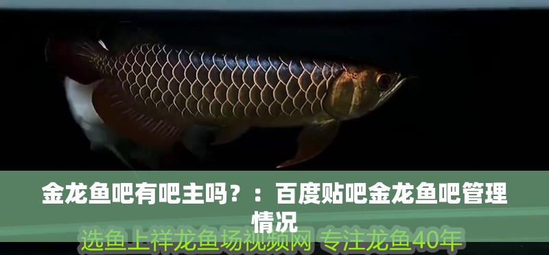 金龍魚吧有吧主嗎？：百度貼吧金龍魚吧管理情況