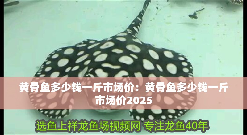 黃骨魚多少錢一斤市場價:黃骨魚多少錢一斤市場價2025 龍魚百科 第2張 黃骨魚多少錢一斤市場價:黃骨魚多少錢一斤市場價2025 黃骨魚多少錢一斤市場價:黃骨魚多少錢一斤市場價2025 龍魚百科 第2張
