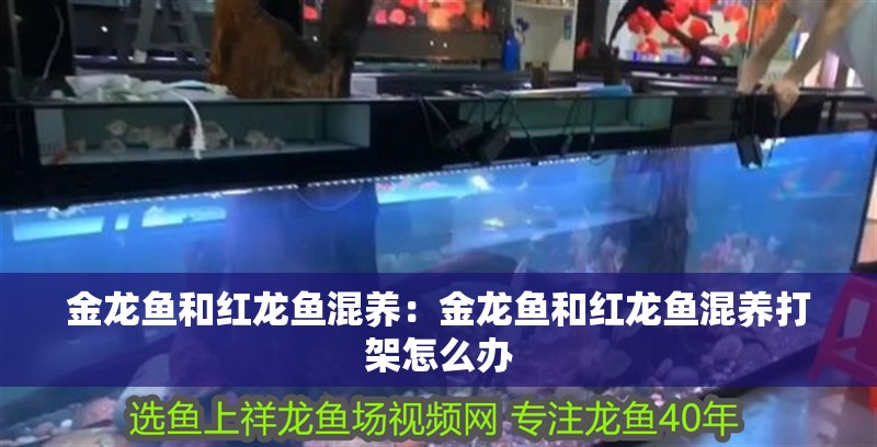 金龍魚和紅龍魚混養(yǎng)：金龍魚和紅龍魚混養(yǎng)打架怎么辦 金龍魚和紅龍魚混養(yǎng)：金龍魚和紅龍魚混養(yǎng)打架怎么辦 水族問答