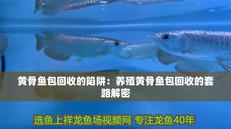 黃骨魚包回收的陷阱：養殖黃骨魚包回收的套路解密