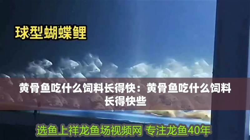 黃骨魚吃什么飼料長得快：黃骨魚吃什么飼料長得快些 黃骨魚吃什么飼料長得快：黃骨魚吃什么飼料長得快些 龍魚百科 第2張