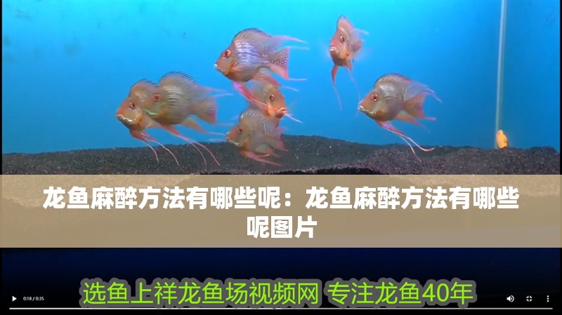 龍魚麻醉方法有哪些呢：龍魚麻醉方法有哪些呢圖片