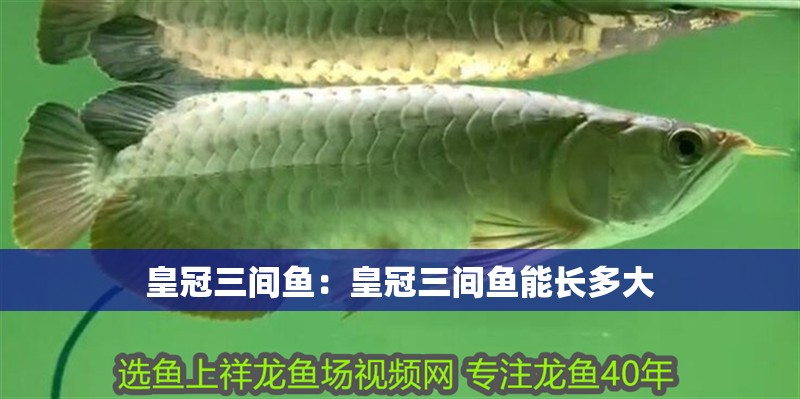 皇冠三間魚：皇冠三間魚能長多大