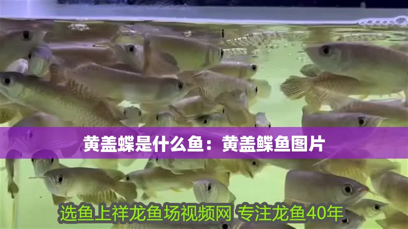 黃蓋蝶是什么魚：黃蓋鰈魚圖片