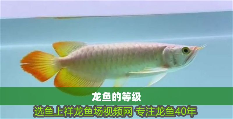 龍魚的等級