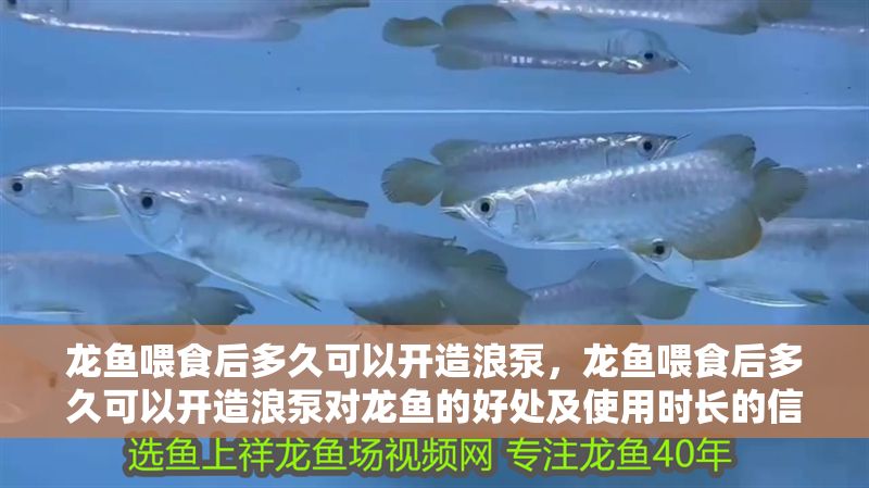 龍魚喂食后多久可以開造浪泵，龍魚喂食后多久可以開造浪泵對龍魚的好處及使用時長的信息