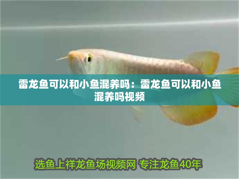 雷龍魚(yú)可以和小魚(yú)混養(yǎng)嗎：雷龍魚(yú)可以和小魚(yú)混養(yǎng)嗎視頻