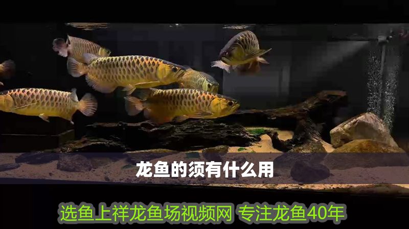 龍魚的須有什么用
