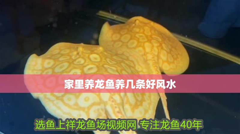 家里養龍魚養幾條好風水