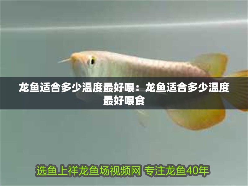 龍魚(yú)適合多少溫度最好喂：龍魚(yú)適合多少溫度最好喂食